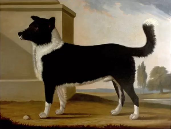 Lord Byrons Dog Boatswain (1803-1808)(The Newfoundland)