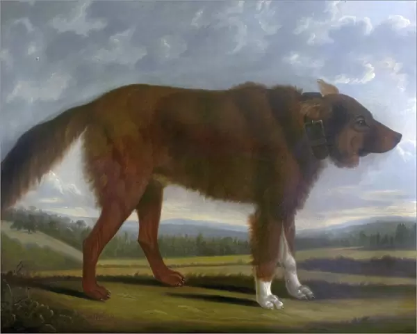 Lord Byrons Dog Lyon (The Wolf Dog)