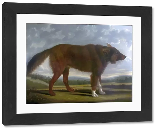 Lord Byrons Dog Lyon (The Wolf Dog)