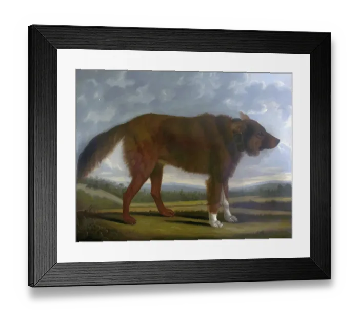 Framed Print : Lord Byrons Dog Lyon (The Wolf Dog) Framed Print : Lord Byrons Dog Lyon (The Wolf Dog)