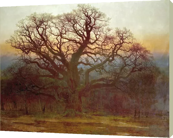 Major Oak, Sherwood Forest, Nottinghamshire