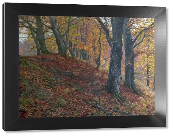 At the Fall of Leaf, Arundel Park, Sussex (Woodland Scene in Autumn)
