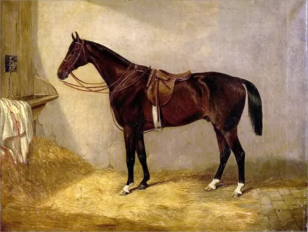 Portrait of the Horse, Which Belonged to Major Burton at the Balaklava Charge