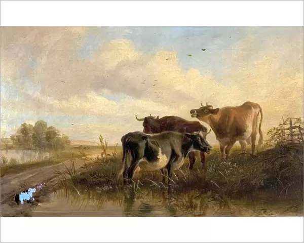 Cattle in Landscape, Evening