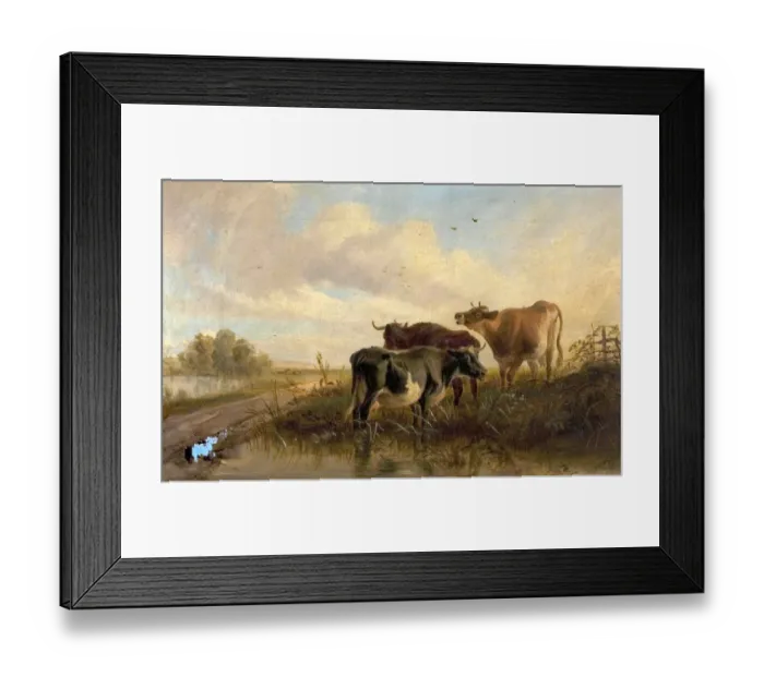 Framed Print : Cattle in Landscape, Evening Framed Print : Cattle in Landscape, Evening
