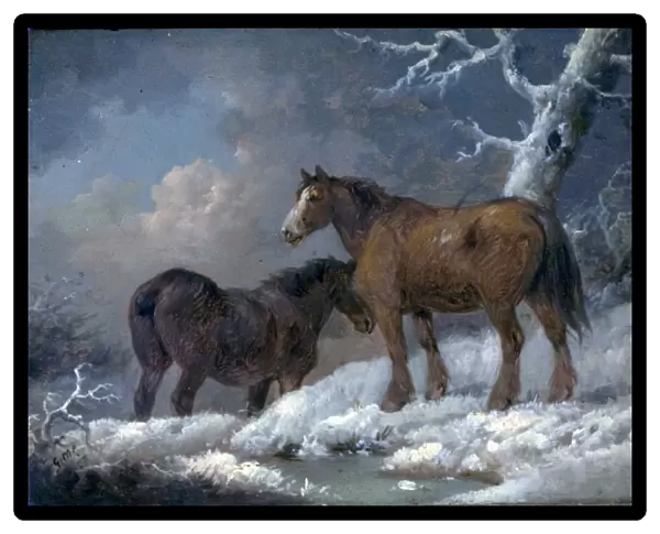 Two Horses in the Snow