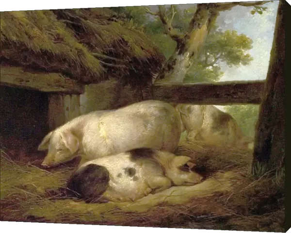 Study of Pigs