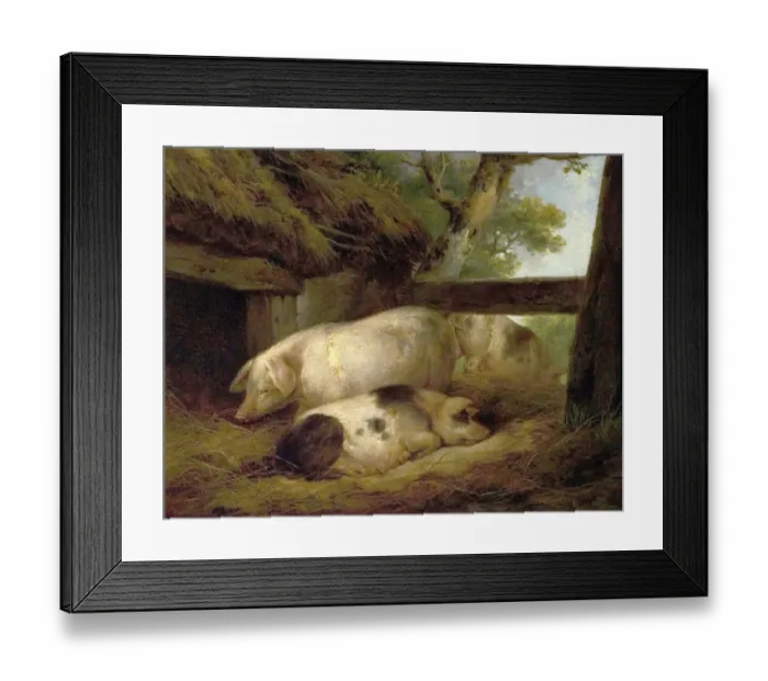 Framed Print : Study of Pigs