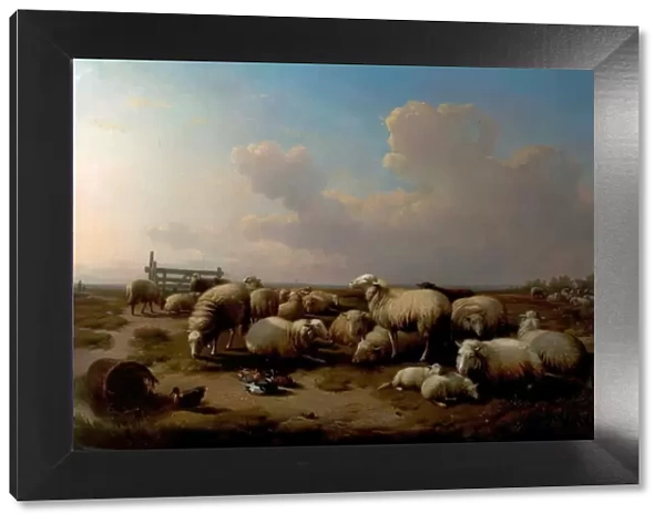 The Sheep. Artist: Verboeckhoven, Eugene Joseph - Title