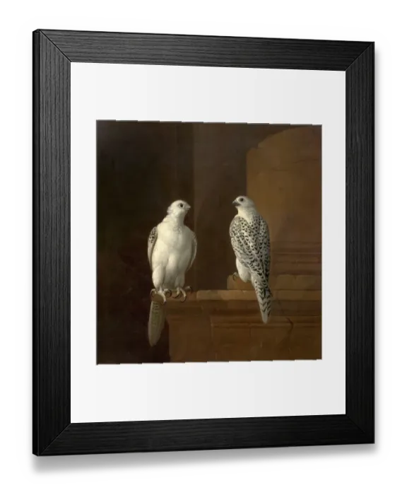 Framed Print : Two Iceland Falcons Framed Print : Two Iceland Falcons