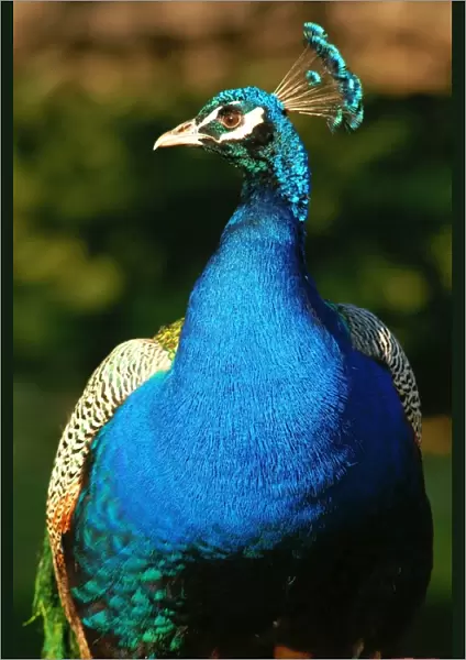 Peacock, Newstead Abbey