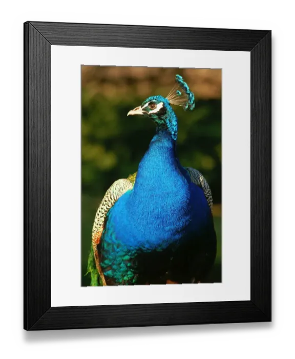 Framed Print : Peacock, Newstead Abbey Framed Print : Peacock, Newstead Abbey