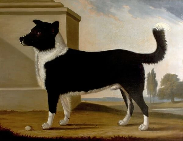 Lord Byrons Dog Boatswain (1803-1808)(The Newfoundland)