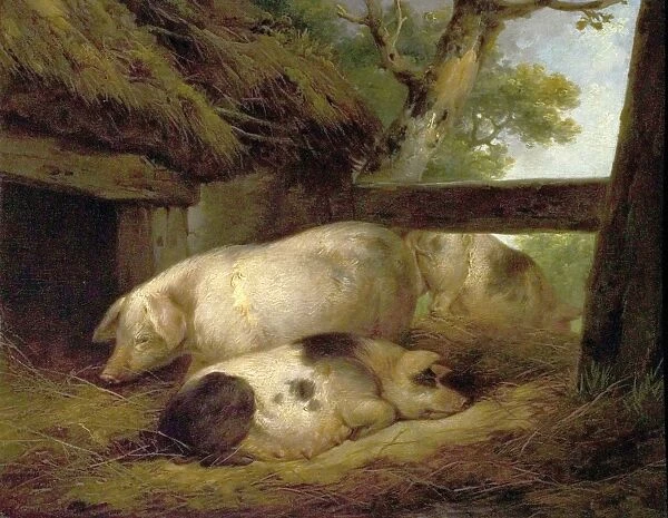 Study of Pigs. Artist: Morland, George - Title