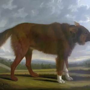 Lord Byron's Wolf Dog Print Lord Byron's Wolf Dog Print
