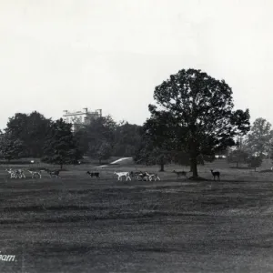 Wollaton Hall Park Print with Deer Wollaton Hall Park Print with Deer