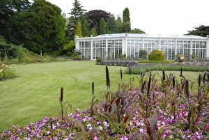 The Camellia House, Wollaton Hall The Camellia House, Wollaton Hall