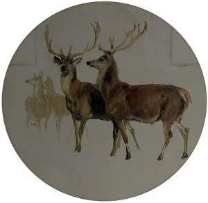 Animals Collection: Deer in a Landscape (Studies of Deer) - Edwin Henry Landseer