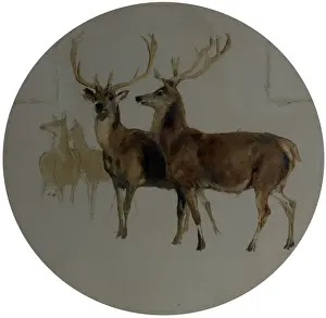Landscape Prints: Deer in a Landscape (Studies of Deer) - Edwin Henry Landseer