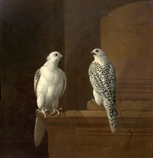 <b class=qtipBold><figcaption>Two Iceland Falcons</figcaption></b><br>Bogdany, Jakob Oil on Canvas 109.2 x 108 Two Iceland Falcons