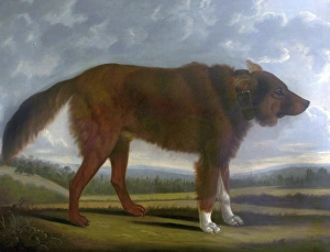 Lord Byrons Dog Lyon (The Wolf Dog)