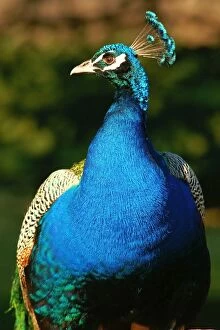 Photography Collection: Peacock, Newstead Abbey