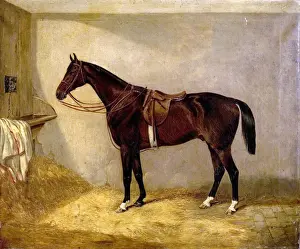 Military Prints: Portrait of the Horse, Which Belonged to Major Burton at the Balaklava Charge