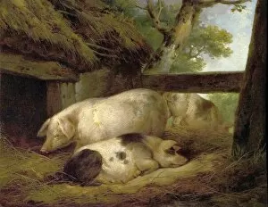 Animals Collection: Study of Pigs