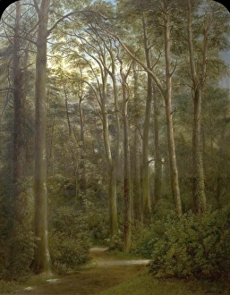 The Wilderness