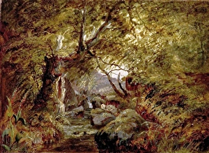 A Woodland Stream